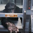Ape Beg
 in Rise of the Planet of the Apes