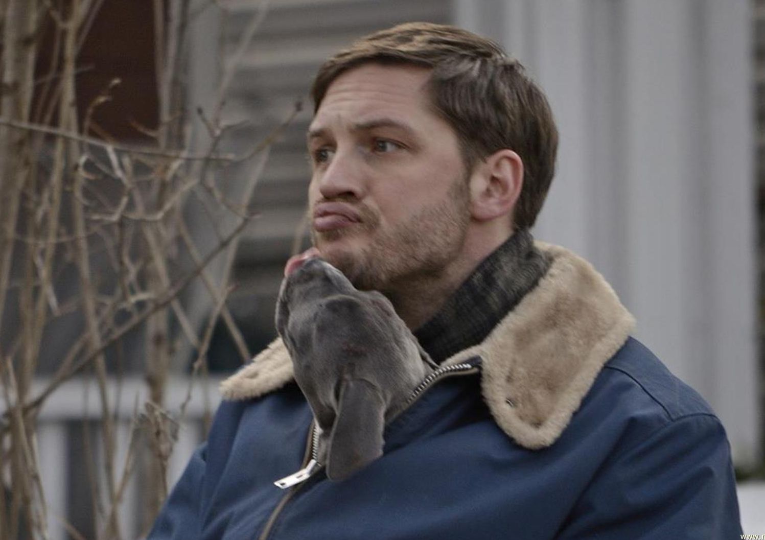 Tom Hardy and dog kiss in The Drop