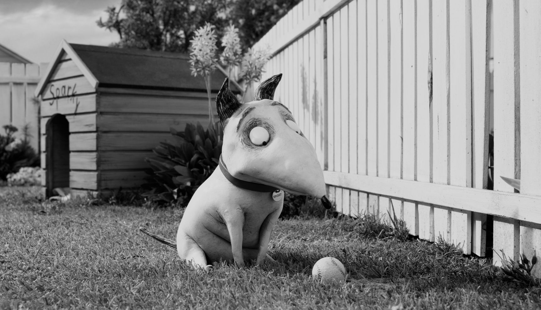 Frankenweenie with a ball in the yard