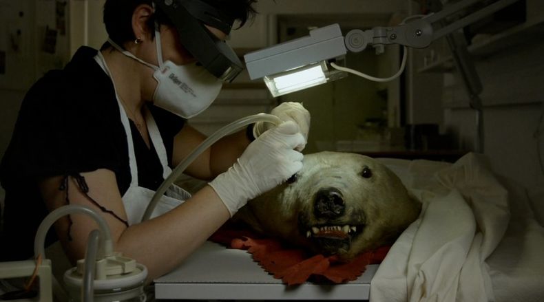 Animal restoration going on in The Great Museum