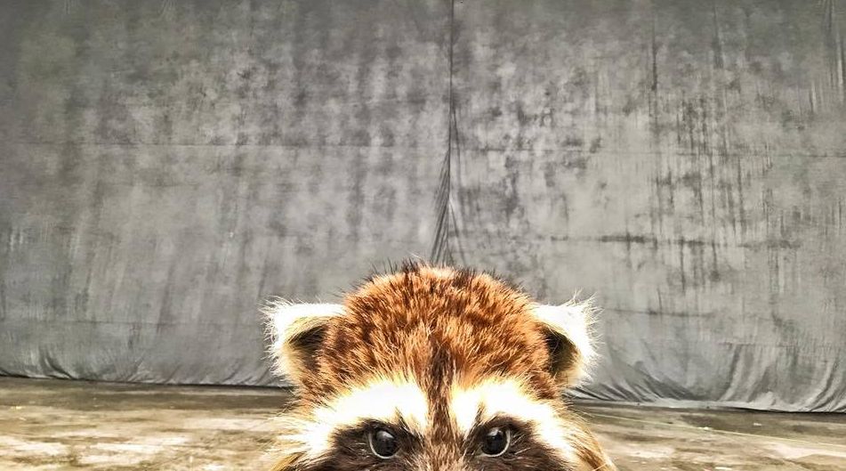 Rocket Racoon is back on set, James Gunn posts tease to Face