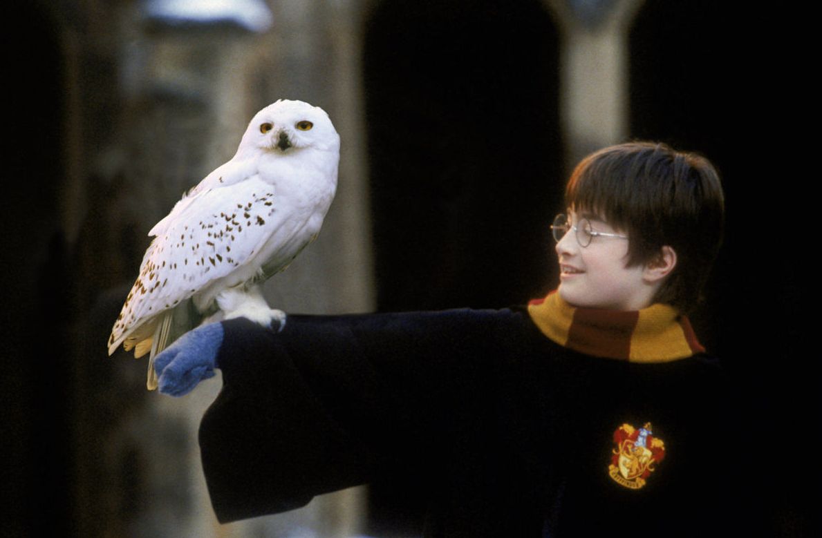 Harry and Hedwig