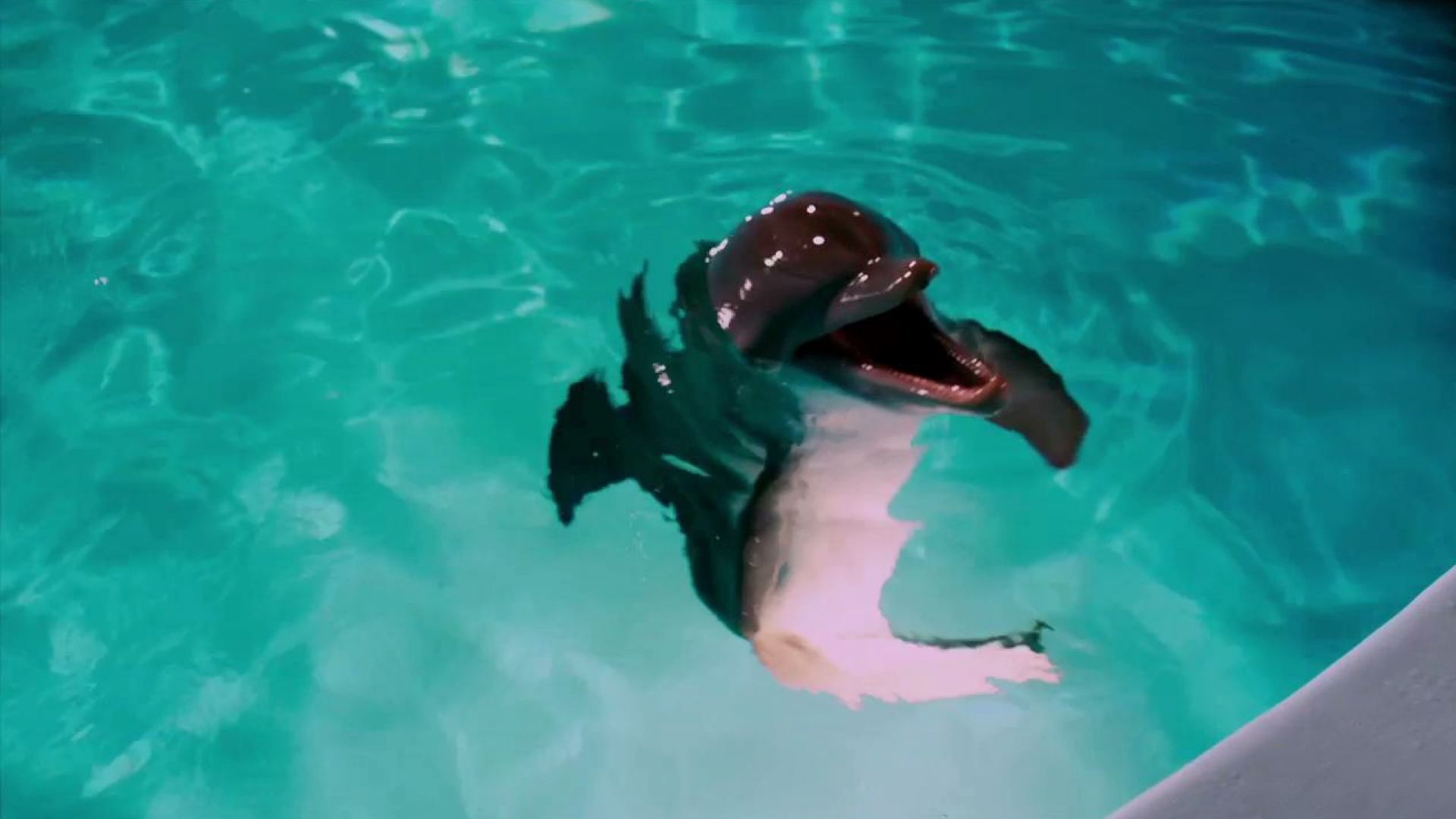 The true story of Winter in Dolphin Tale