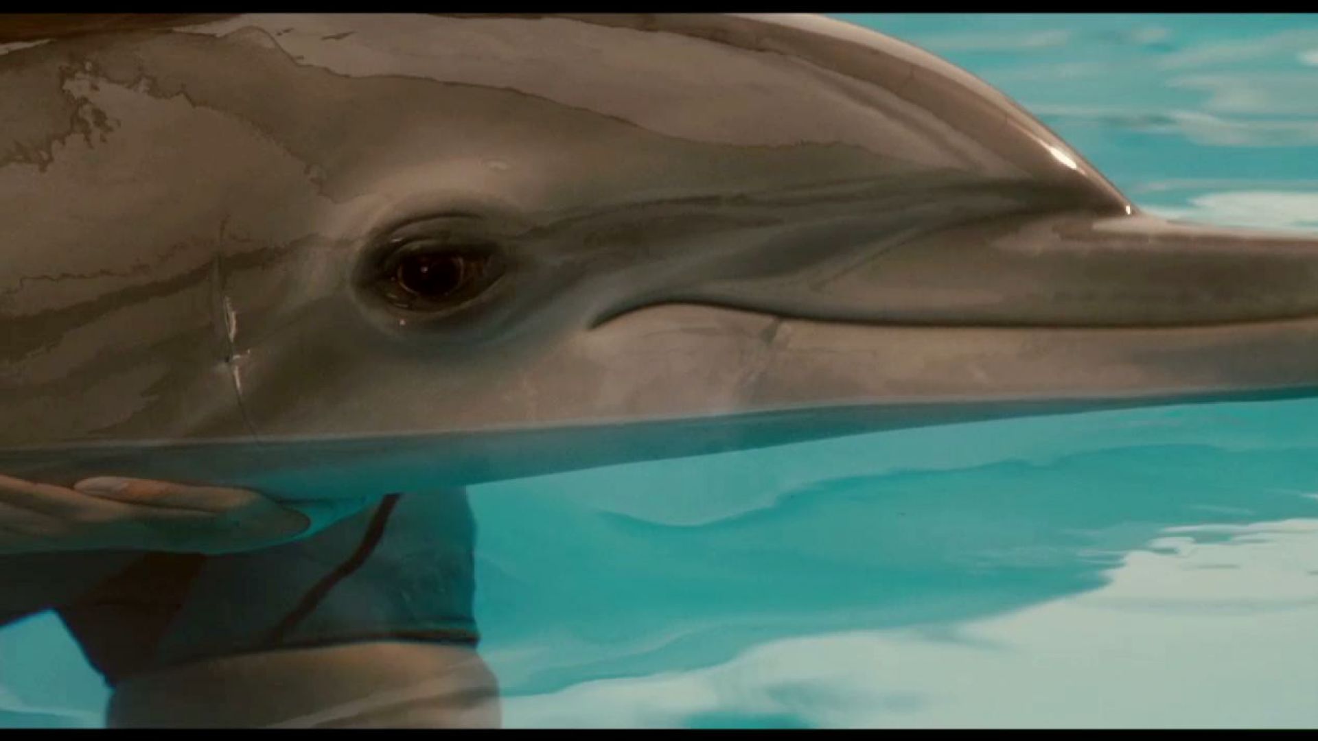 That dolphin is taking us all somewhere. You can&#039;t give up on her. Dolphin Tale
