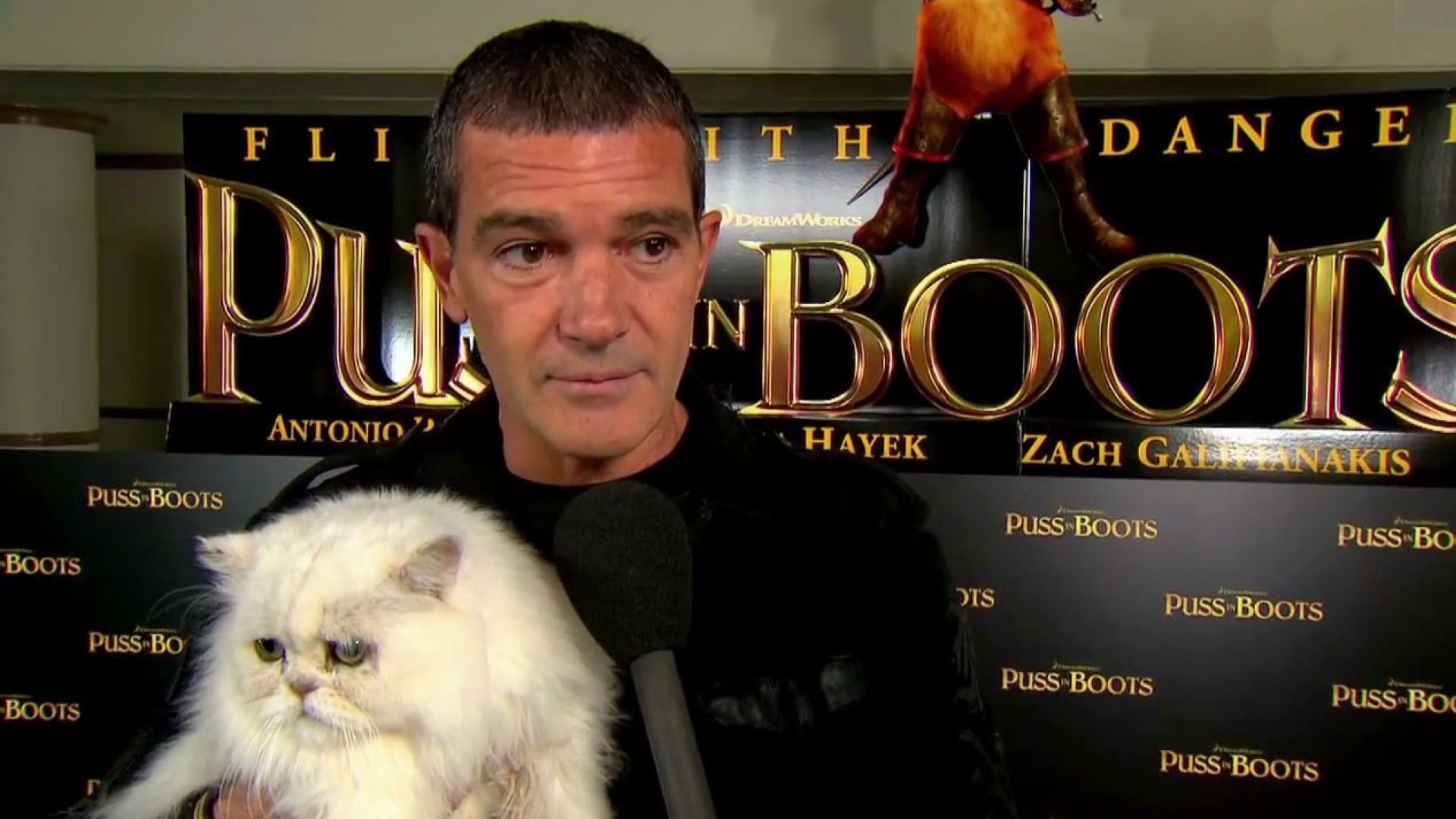 Antonio Banderas at the Puss in Boots cat premiere