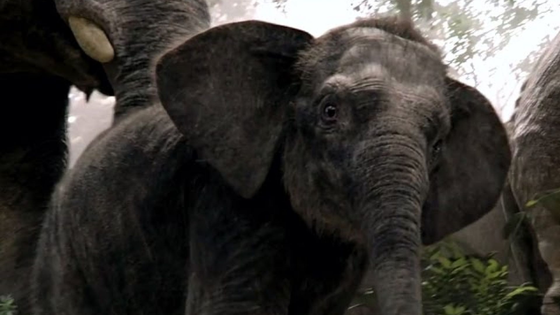 Russian trailer for &#039;The Jungle Book&#039; shows new footage