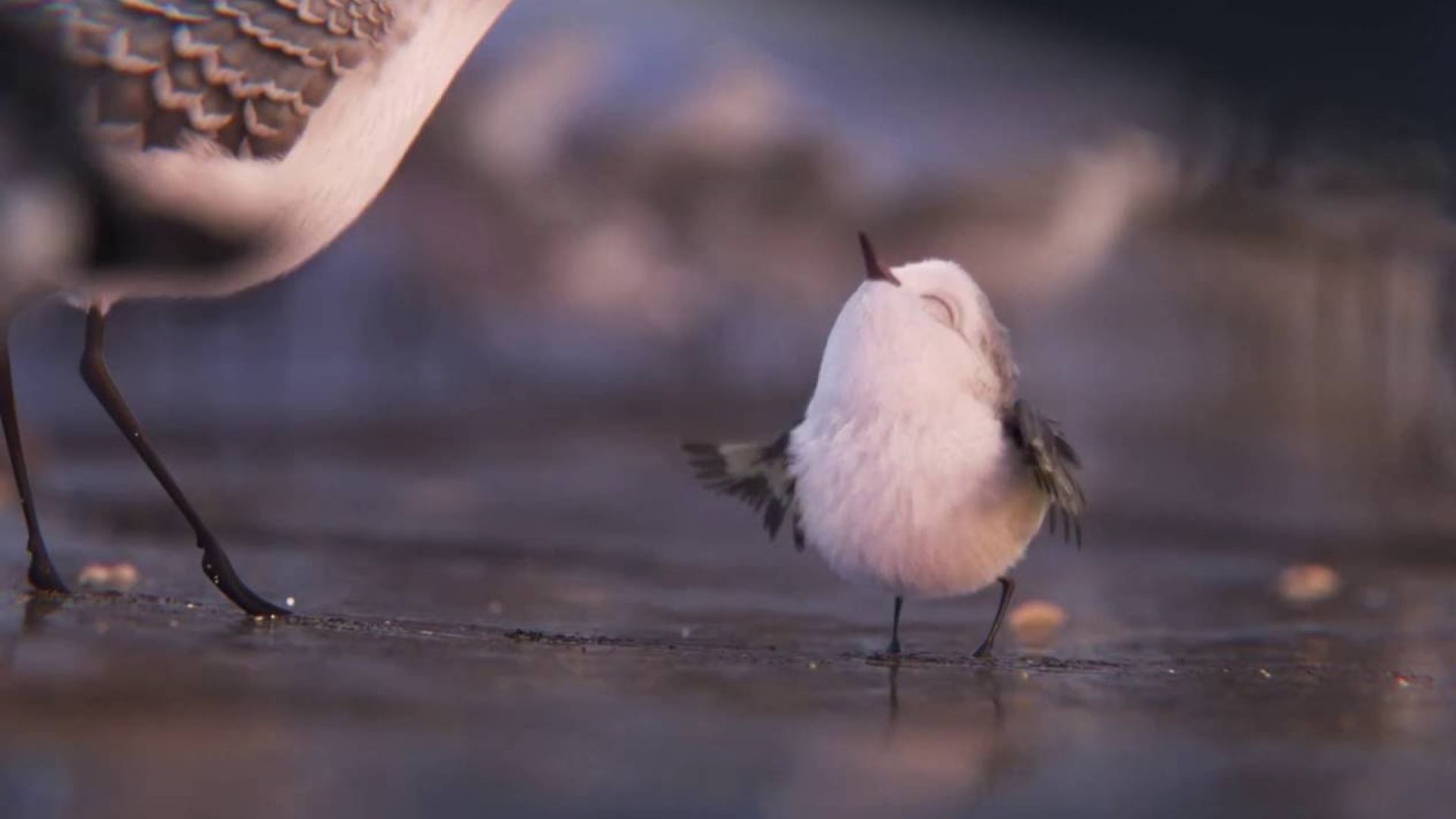 First look at Piper the bird, the adorable new character for